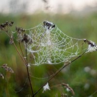 Бисер :: Олег Дорошенко