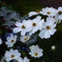 Космея :: Валерий Пославский