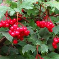 Грозди калины :: Андрей Снегерёв