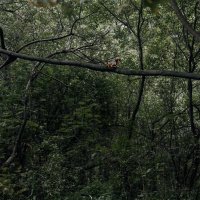 На отдыхе... :: Michel 