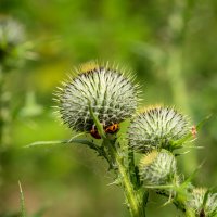 Лесной этюд... :: Николай Гирш