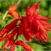 Про цветы :: Aquarius - Сергей