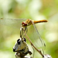 опять про стрекоз 16 :: Александр Прокудин