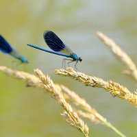 опять про стрекоз 20 :: Александр Прокудин опять про стрекоз 20 :: Александр Прокудин