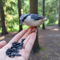 Поползень :: Сапсан 