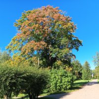 Осень :: Сапсан 