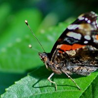 * * * :: Николай Саржанов