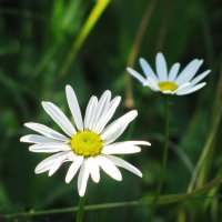 Осенние ромашки :: Людмила Смородинская