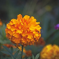 Осеннее :: Владимир Кроливец