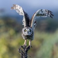 сова болотная. :: юрий макаров