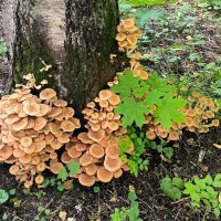 Семейка опят. :: Ольга 