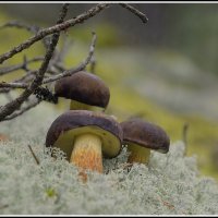 боровик польский... :: Aleksandr Gal