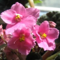 Фиалка :: Елена Семигина Фиалка :: Елена Семигина