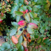 В сентябре :: Елена Семигина