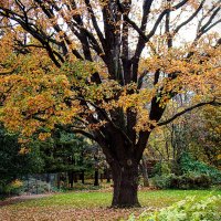 Дуб черешчатый , краснокнижник :: Анатолий Колосов Дуб черешчатый , краснокнижник :: Анатолий Колосов