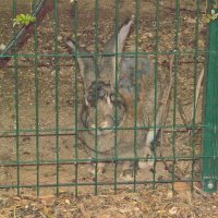 Кролик ))) :: Giant Tao /