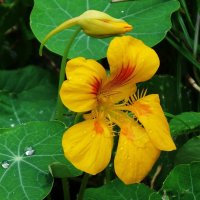 Настурция :: Рита Симонова