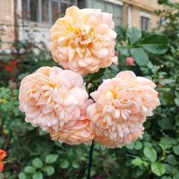 ,,, :: Сергей Тимоновский ,,, :: Сергей Тимоновский