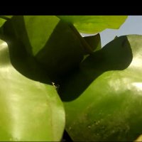 113 (97) :: CLOSE WAYS ALL