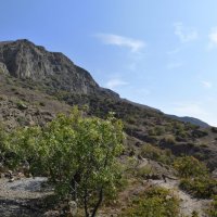 Природа Крыма :: Amazing Cosmea