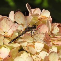 ***** :: ИННА ПОРОХОВА