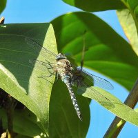 ***** :: ИННА ПОРОХОВА