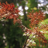 Мотив для ИЖЕВСК :: Владимир Максимов