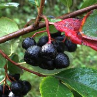 рябина..., чёрная :: Андрей Катков рябина..., чёрная :: Андрей Катков