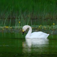 малый лебедь или тундровой лебедь :: gawrilа - dan