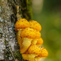 В сентябрьском лесу... :: Владимир Жданов В сентябрьском лесу... :: Владимир Жданов