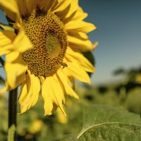 К нектару :: sorovey Sol К нектару :: sorovey Sol