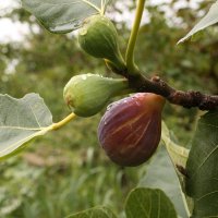 Инжир поспевает :: Валерий 