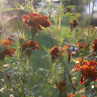 Бархатцы :: Марина 