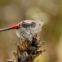 опять про стрекоз 24 :: Александр Прокудин опять про стрекоз 24 :: Александр Прокудин