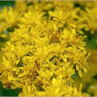 Про август :: Aquarius - Сергей