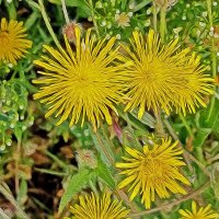 Луговой осот! :: Валентина Нефёдова Луговой осот! :: Валентина Нефёдова