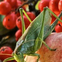 Названный гость. :: Галина Левина