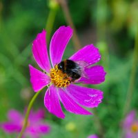 Городские цветы. Шмель... :: Игорь Тельцов