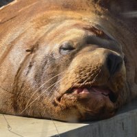 Сивуч :: <<< Наташа >>>