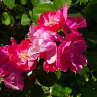 Цветы сентября. :: Милешкин Владимир Алексеевич 