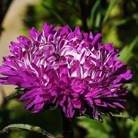 Астры :: Татьяна Тюменка