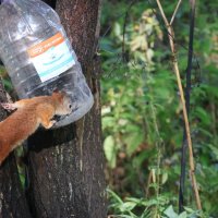 А где покушать :: Иван Ермен