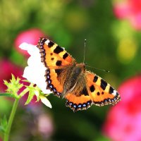 Бабочка :: Александр Щеклеин