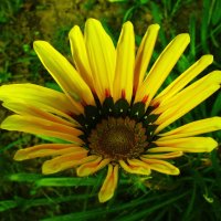 Красотка гацания :: Людмила Смородинская