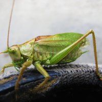 Кузнечик :: Людмила Смородинская