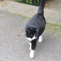 Гуляет по улице :: Людмила Смородинская Гуляет по улице :: Людмила Смородинская