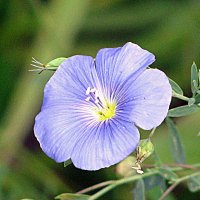 Цветы. :: Владимир Драгунский