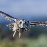 сова болотная. :: юрий макаров