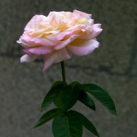 Глория  Дей :: Валентин Семчишин