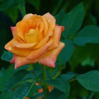 Оранжевая  роза  Флорибунда :: Валентин Семчишин